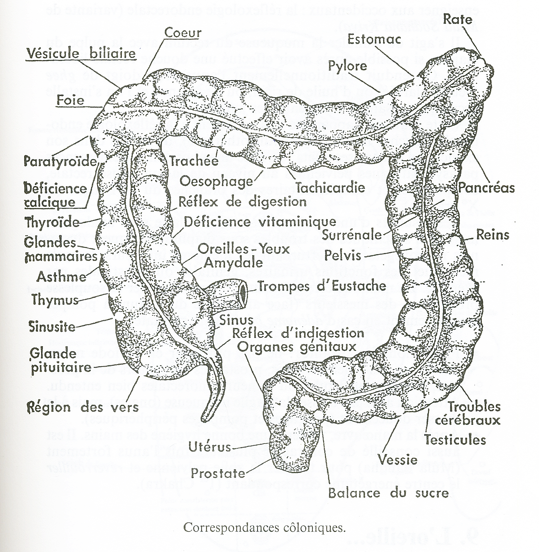 fonctionnement système digestif irrigation du colon